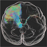 Công bố ảnh 3D độ phân giải cao đầu tiên của não khỉ