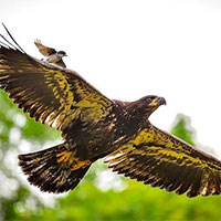 Khoảnh khắc cực ấn tượng con chim nhỏ ngang nhiên cưỡi trên đầu đại bàng