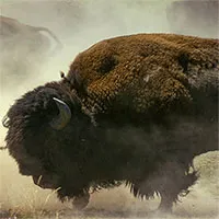 Video: Cuộc chiến khốc liệt của những "gã khổng lồ" ở Yellowstone