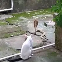 Video: Dính "chiêu độc" của mèo, rắn hổ mang bị tóm sau 1 giờ đối đầu