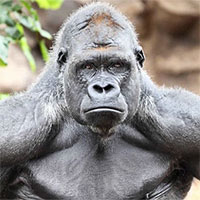 Tại sao khỉ đột, tinh tinh hầu như không cần phải tập luyện mà cơ bắp của chúng vẫn rất phát triển?