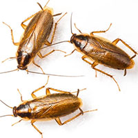 Các nhà khoa học làm gián đực không thích gián cái nữa để triệt sản chúng