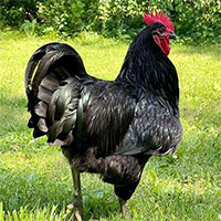 Khám phá giống gà thuần chủng lớn nhất thế giới