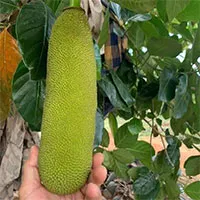Rare "exotic" jackfruit with meter-long fruit that looks like a mutation