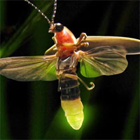 Nhiều loài đom đóm đang bên bờ vực tuyệt chủng, hầu hết nguyên nhân đều do con người