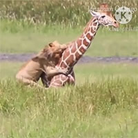 Video: Bí mật giúp sư tử đực hạ gục được một con hươu cao cổ to lớn