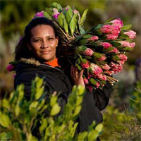 Khám phá Cape Floral: Vương quốc hoa lửa