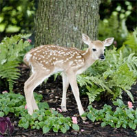 Bộ Nông nghiệp Hoa Kì thực hiện nghiên cứu, phát hiện virus SARS-CoV-2 trên loài nai