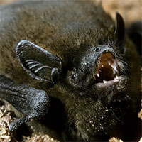 Cái kết đau đớn của con dơi 