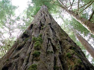 Phát hiện mới về những cái cây cao nhất thế giới