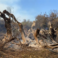 Cây olive cổ thụ 2.500 năm tuổi bị thiệu rụi trong đám cháy rừng kinh hoàng