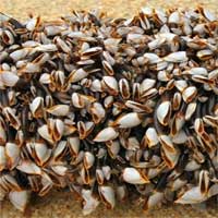 Chiết xuất từ con hà giúp phát triển keo phẫu thuật cầm máu trong 15 giây