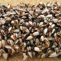 Chiết xuất từ con hà giúp phát triển keo phẫu thuật cầm máu trong 15 giây