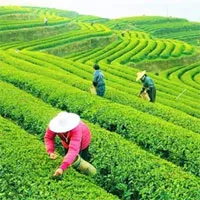 Lịch sử ít biết đến về trà - Đồ uống phổ biến thứ hai thế giới sau nước