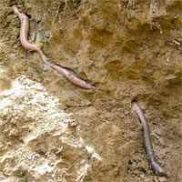 Kích thước khủng của loài giun đất lớn nhất thế giới