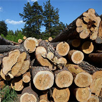 Tìm ra công nghệ tái chế mùn cưa thành hạt nhiên liệu