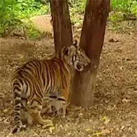 Video: Vượn liều mạng trêu chọc "chúa sơn lâm" và cái kết cực hài hước