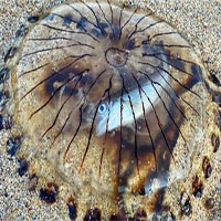 Con cá chết tức tưởi bên trong bụng sứa la bàn: Xác của kẻ săn mồi lẫn con mồi còn nguyên vẹn!