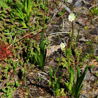 Loài thực vật phổ biến ở Bắc Mỹ này hóa ra lại là cây ăn thịt