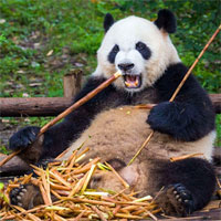 Video: Vì sao gấu trúc béo ú dù chỉ ăn tre trúc?