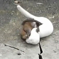 Clip: Màn đại chiến sinh tử khốc liệt giữa chồn và chuột cống