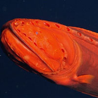 Lặn sâu 2.000m xuống đáy biển, phát hiện sinh vật hình dạng kỳ quái '3 trong 1': Giới khoa học 'bị đánh lừa' hơn 100 năm!