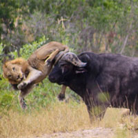 Clip: Trâu rừng húc sư tử đực văng lên trời