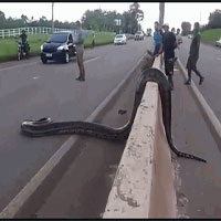 Video: Trăn Anaconda khổng lồ thản nhiên băng qua đường khiến nhiều người ná thở