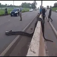 Video: Trăn Anaconda khổng lồ thản nhiên băng qua đường khiến nhiều người ná thở