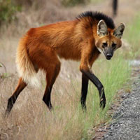 Chân dài 1 mét! Được gọi là sói thế nhưng lại thích ăn hoa quả