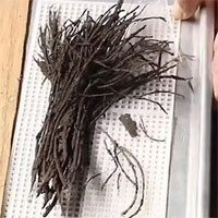 Phát hiện 4 bó hoa nằm dưới kim tự tháp 2.000 năm