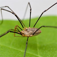 Loài vật có chân dài nhất thế giới vừa bị các nhà khoa học làm lùn đi một nửa