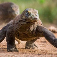 Rồng Komodo mạnh cỡ nào? Nó có đủ khả năng để giết bao hoa mai không?