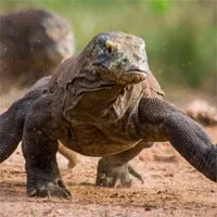 Rồng Komodo mạnh cỡ nào? Nó có đủ khả năng để giết bao hoa mai không?