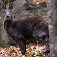 Loài hươu kỳ lạ này dù chỉ ăn cỏ nhưng chúng vẫn có cả răng nanh!