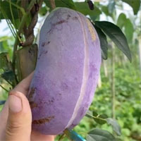 Kỳ lạ thứ trái cây giống xoài nhưng màu tím, còn bên trong như quả chuối