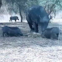 Liều lĩnh giành thức ăn, lợn rừng hứng trọn đòn trừng phạt của tê giác