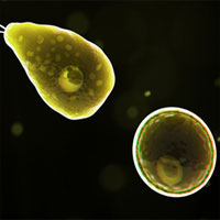 Amip ăn não người nguy hiểm gây tử vong ở Mỹ