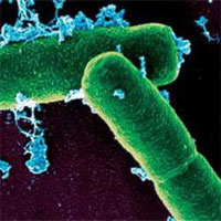 Dịch bệnh than nghi bùng phát tại ngôi làng ở Trung Quốc