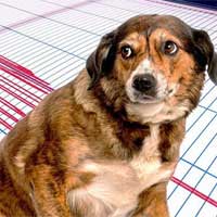 Liệu động vật có thể dự đoán được động đất?