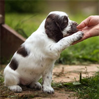 Loài chó có biết khi nào con người nói dối không?