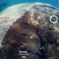 Phát hiện quần thể san hô cổ đại khổng lồ 400 năm tuổi