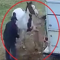 Hung hăng tấn công ngựa, chó Pitbull nhận bài học nhớ đời