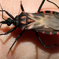 Loại bọ sát thủ trao 