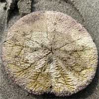 Nhím biển dẹt chết hàng loạt do triều dâng