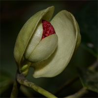 Phát hiện loài Chun lá Chắp tay bản địa của Việt Nam