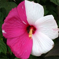 Lý giải sự đột biến tạo nên 