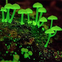 Loài nấm phát quang ngỡ như trong phim nhưng lại có thực ở Việt Nam