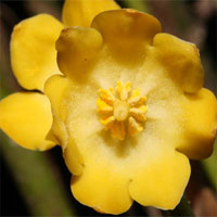 Thêm ba loài thực vật mới có hoa tuyệt đẹp được phát hiện tại Việt Nam