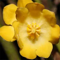 ベトナムで美しい花を咲かせる新種の植物3種を発見